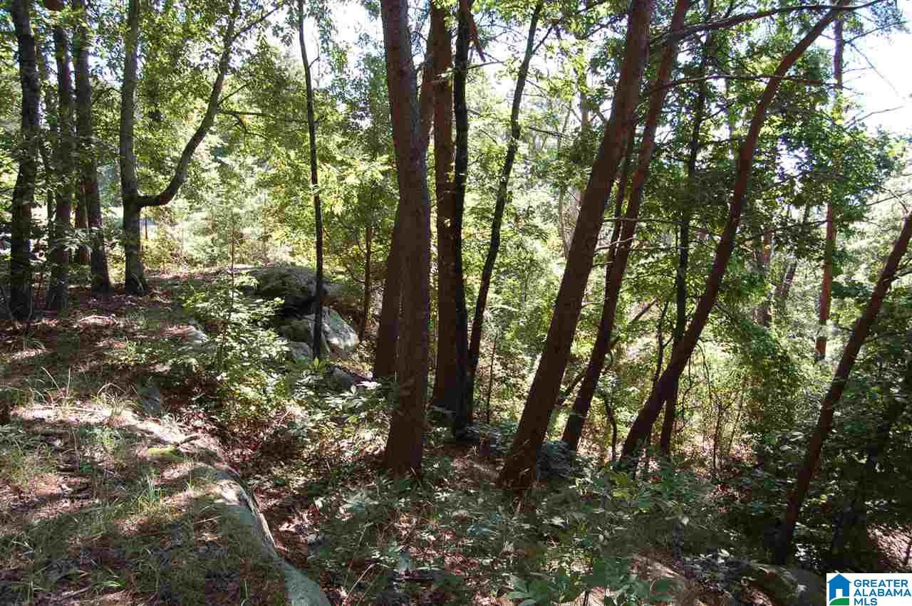 49-acres Chandler Mountain Road, Unit 1 Steele, AL 35987 - Photo 10 of 23