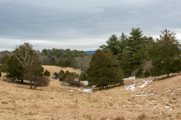 a view of a wooden house with a yard and large tree