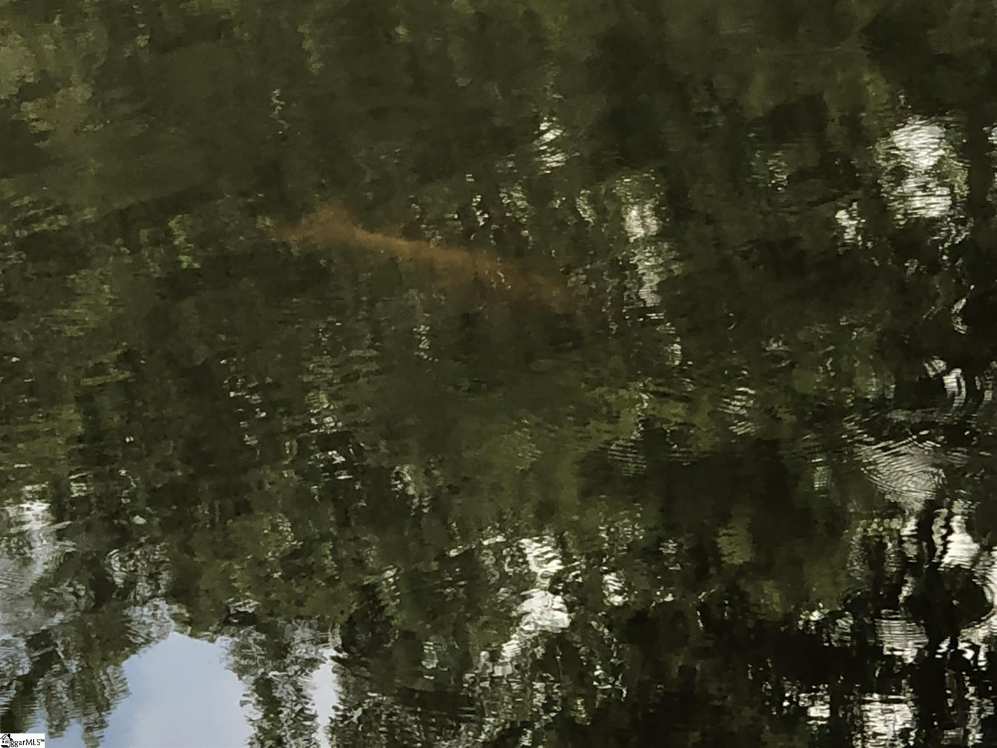 Jenkins Way Easley, SC 29640 - Photo 6 of 17