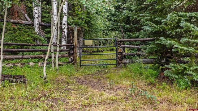 a view of a lush green forest