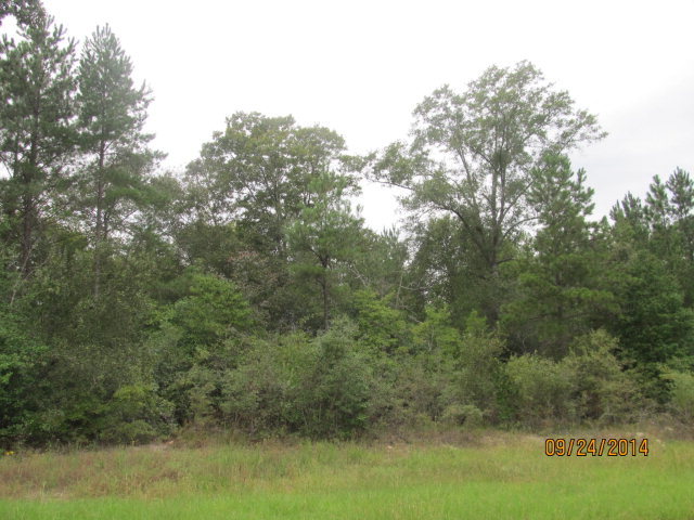 / Spring Valley Drive, Unit 75 Byron, GA 31008 - Photo 3 of 6 a view of a forest with a lake