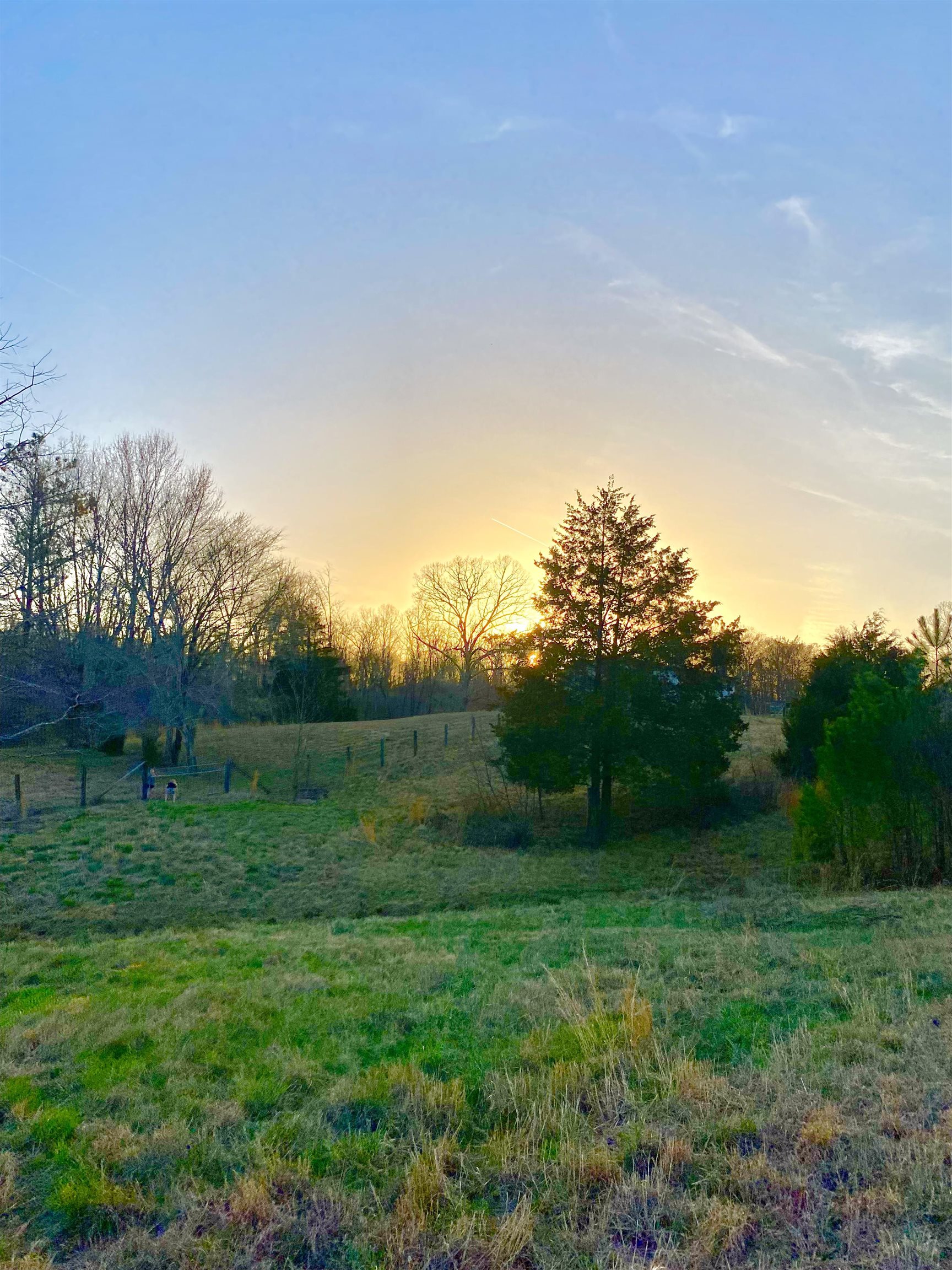 335 Gentry Chapel Road Middleton, TN 38052 - Photo 3 of 11 a view of garden with trees in the background