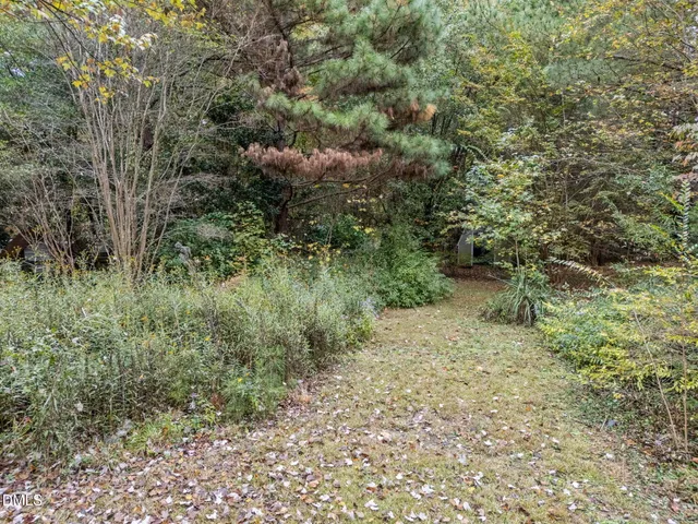 a view of a forest with a tree