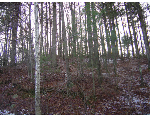 5 Leslie Road Rowley, MA 01969 - Photo 6 of 6 a view of a forest that has large trees
