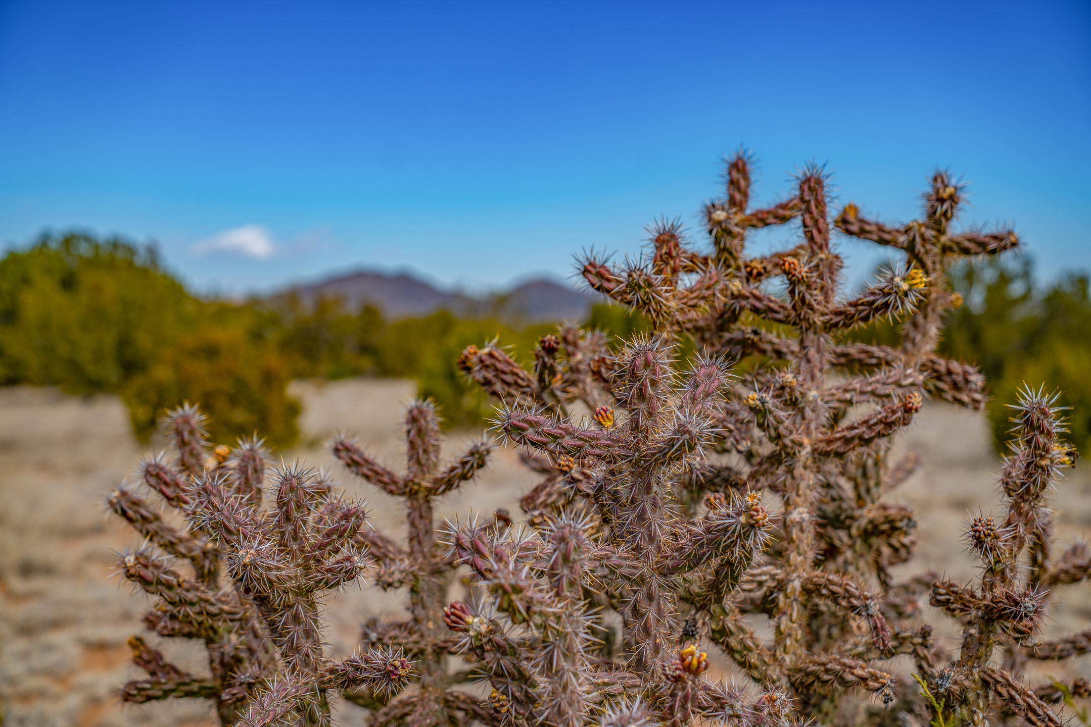 49-65 Blue Agave/grenfell Ranch Cerrillos, NM 87010 - Photo 21 of 36