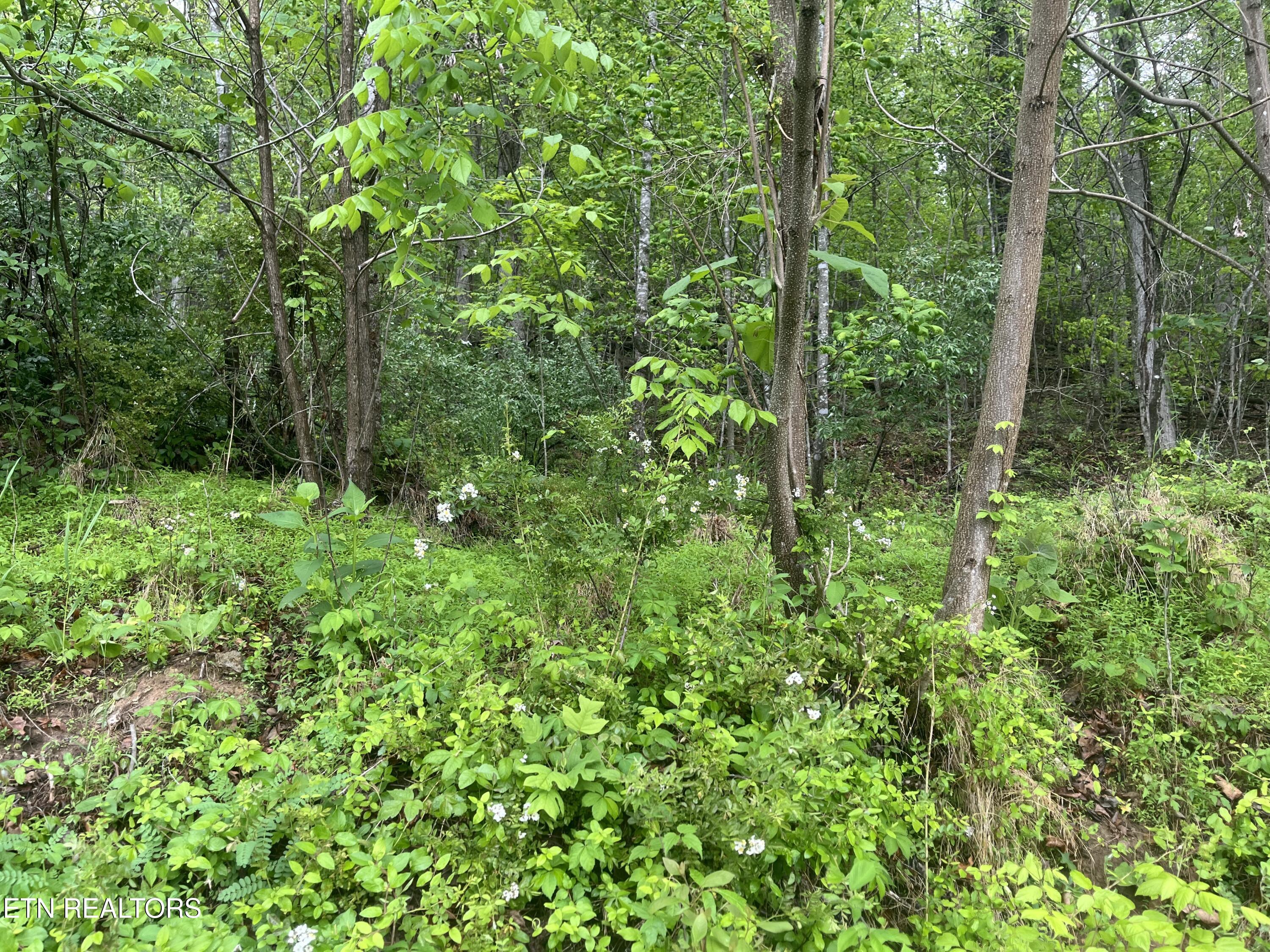 Tbd Valley Creek Road Dryden, VA 24243 - Photo 22 of 23 IMG_7419