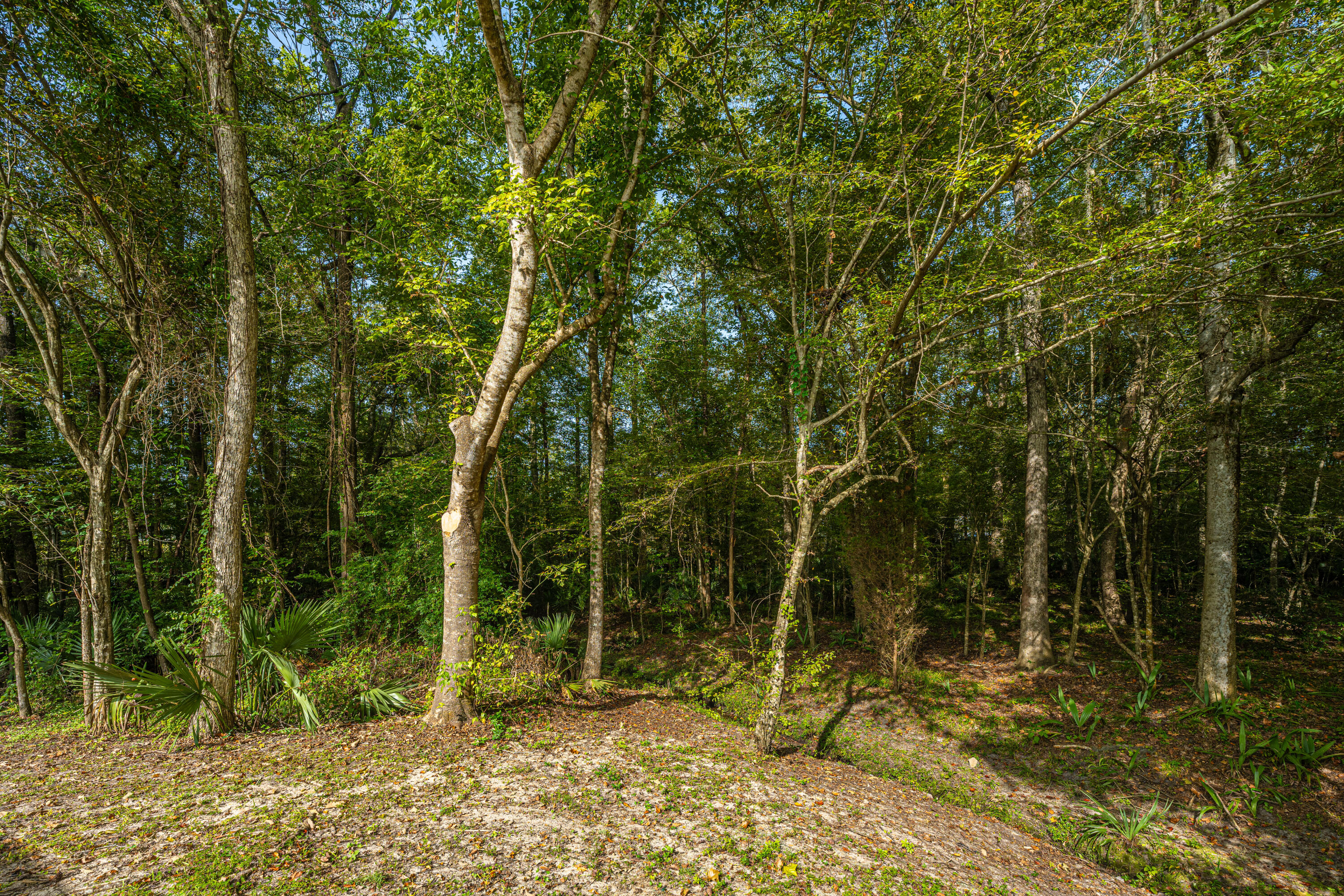 123 Walden Ridge Way Summerville, SC 29485 - Photo 31 of 34 Wooded