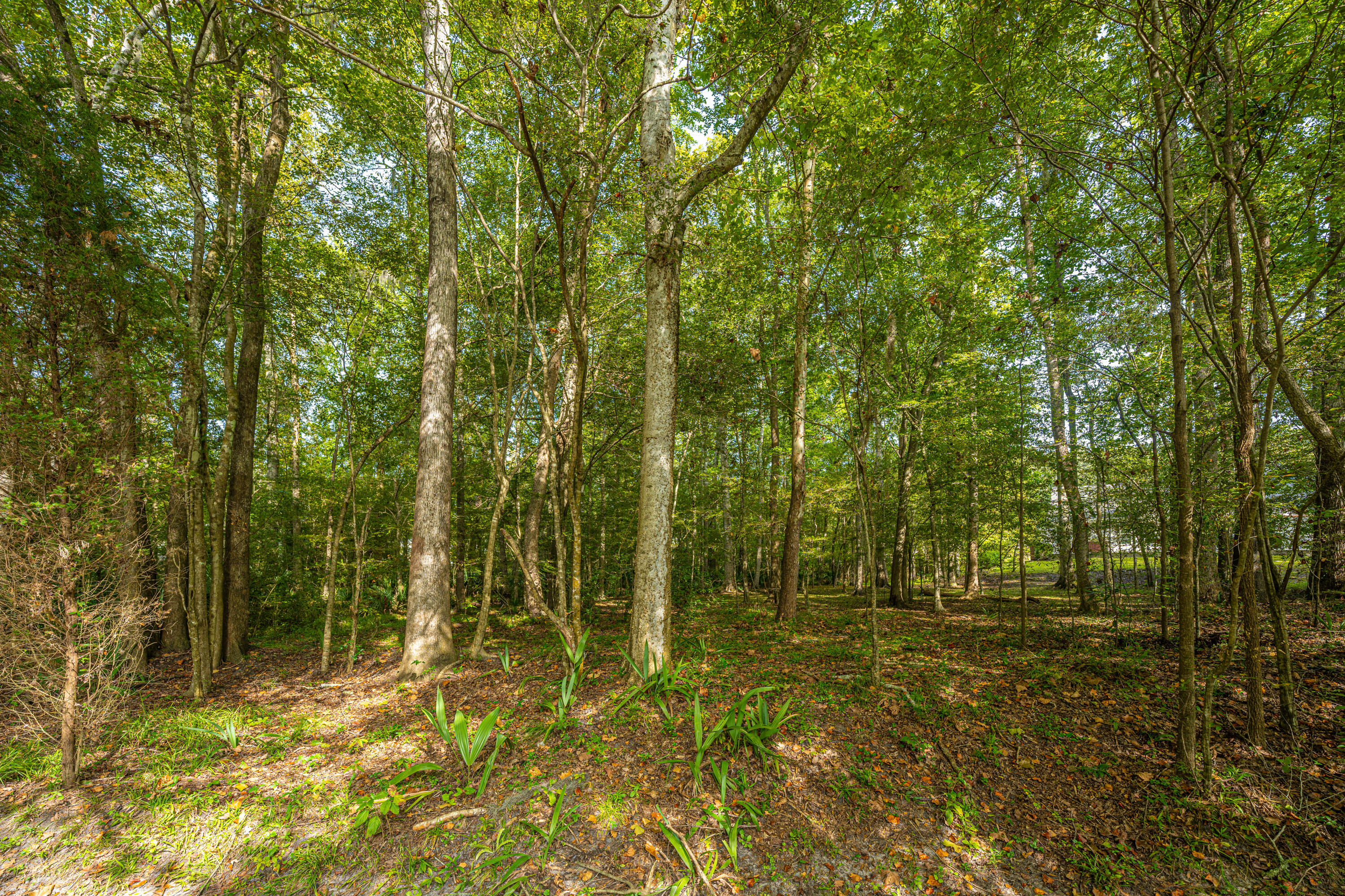 123 Walden Ridge Way Summerville, SC 29485 - Photo 33 of 34 Wooded
