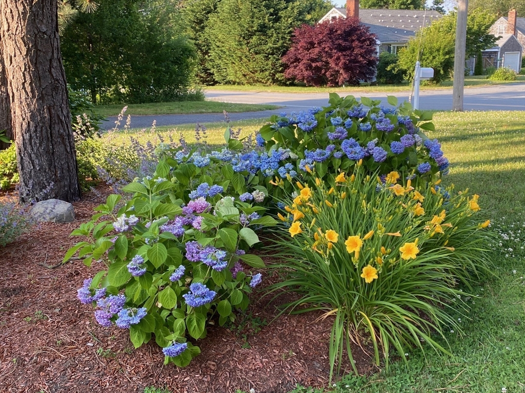 103 Williston Road Bourne, MA 02562 - Photo 34 of 40 a bunch of flowers in a garden