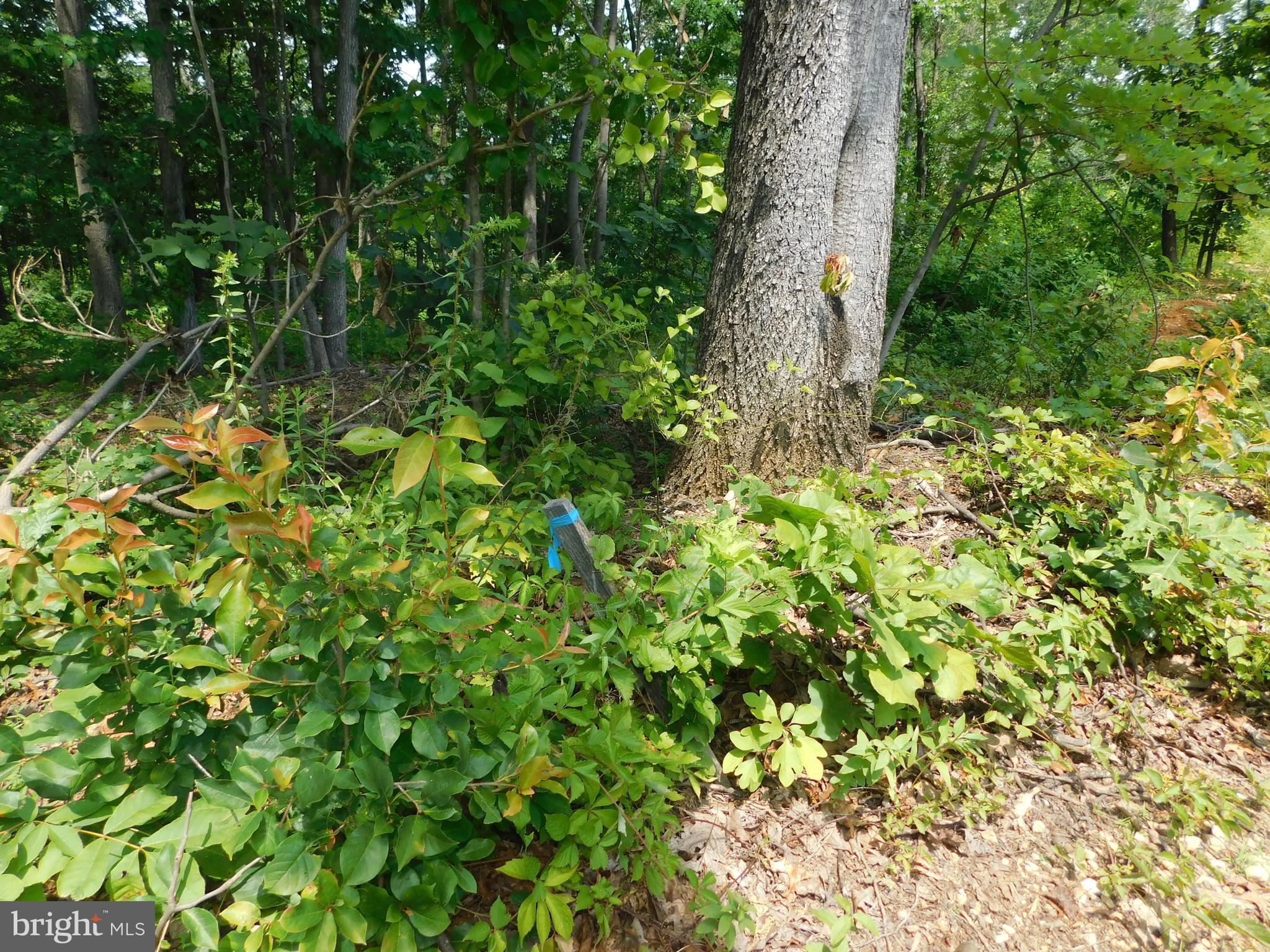 Lot 4-a1 Lot 4-a1 Larkin Ridge Road Front Royal, VA 22630 - Photo 5 of 14 Marker for well