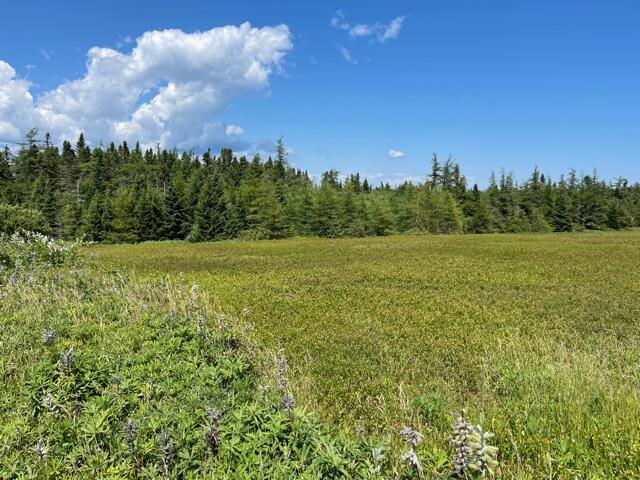 Lots 6-1&2 Lots 6-1&2 Ridge Road Cutler, ME 04626 - Photo 12 of 22 IMG_5599 (1)