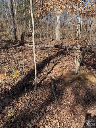a view of a yard with lots of bushes