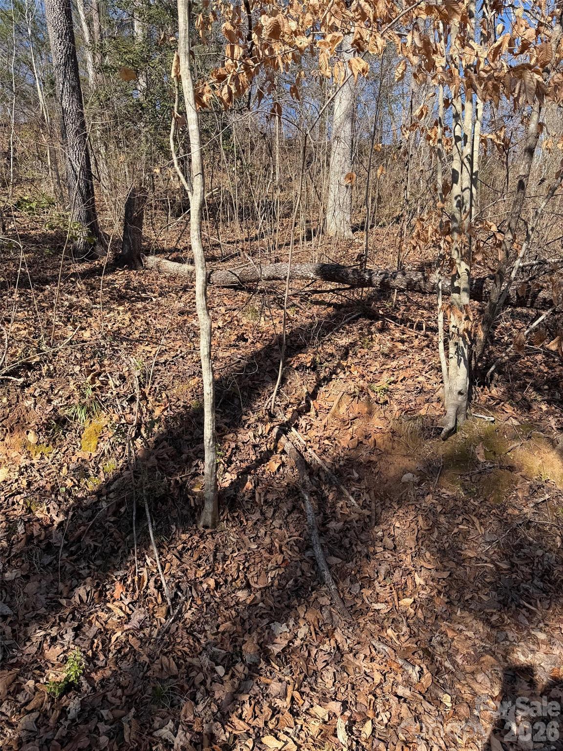 0 East Rambling Creek Drive, Unit 11 Tryon, NC 28782 - Photo 3 of 8 a backyard of a house with lots of green space