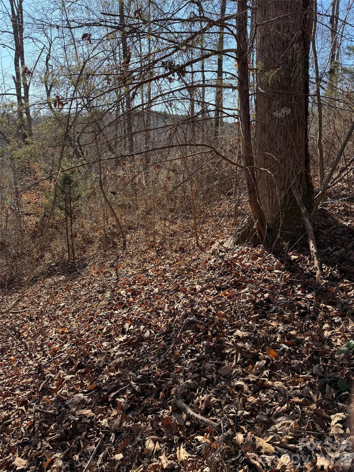 0 East Rambling Creek Drive, Unit 11 Tryon, NC 28782 - Photo 4 of 8 a view of a yard with lots of bushes