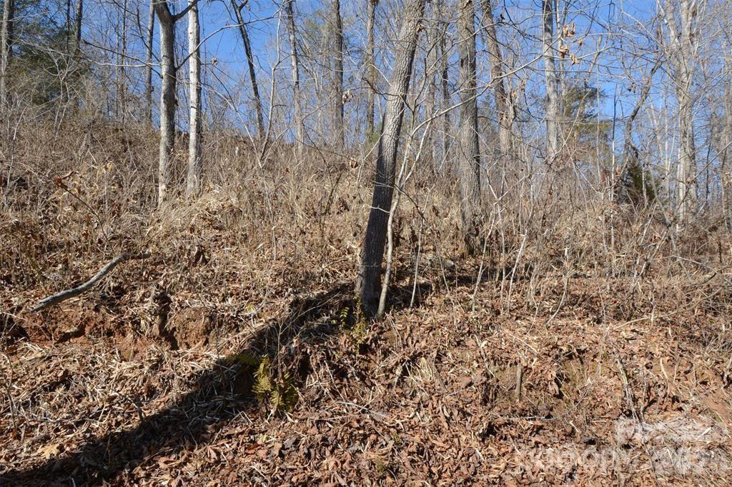 0 East Rambling Creek Drive, Unit 11 Tryon, NC 28782 - Photo 6 of 8 a view of a yard with trees