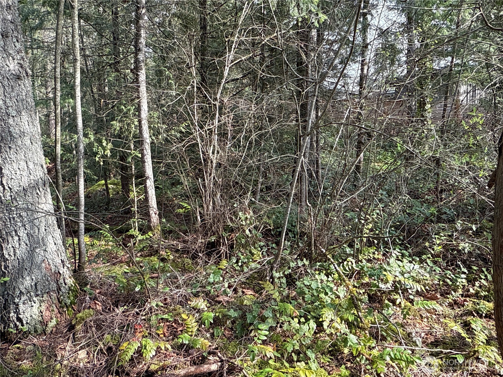 149-xx 175th Avenue Southeast Renton, WA 98059 - Photo 11 of 29