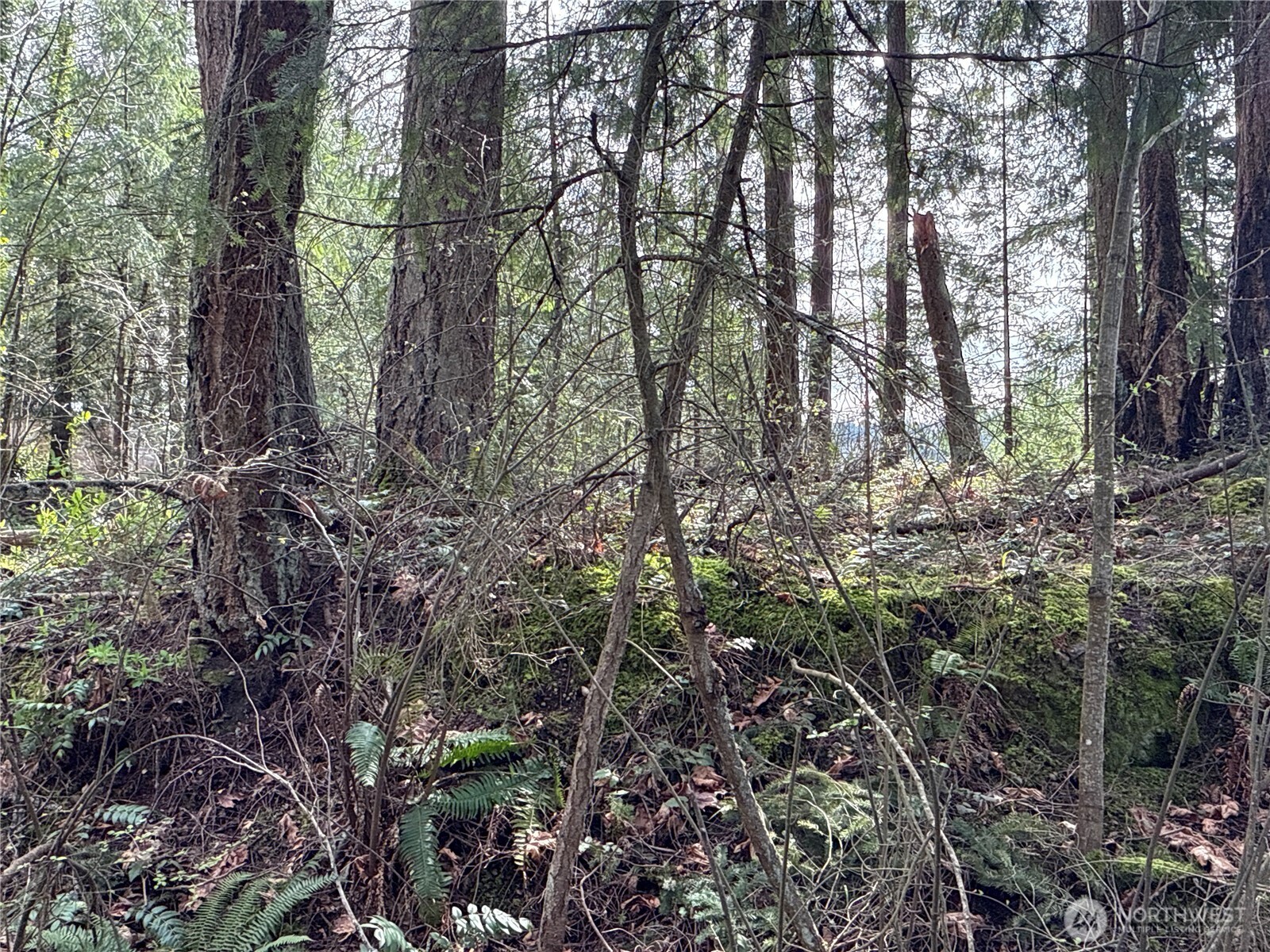 149-xx 175th Avenue Southeast Renton, WA 98059 - Photo 13 of 29