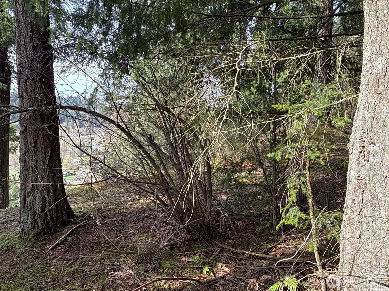 149-xx 175th Avenue Southeast Renton, WA 98059 - Photo 7 of 29