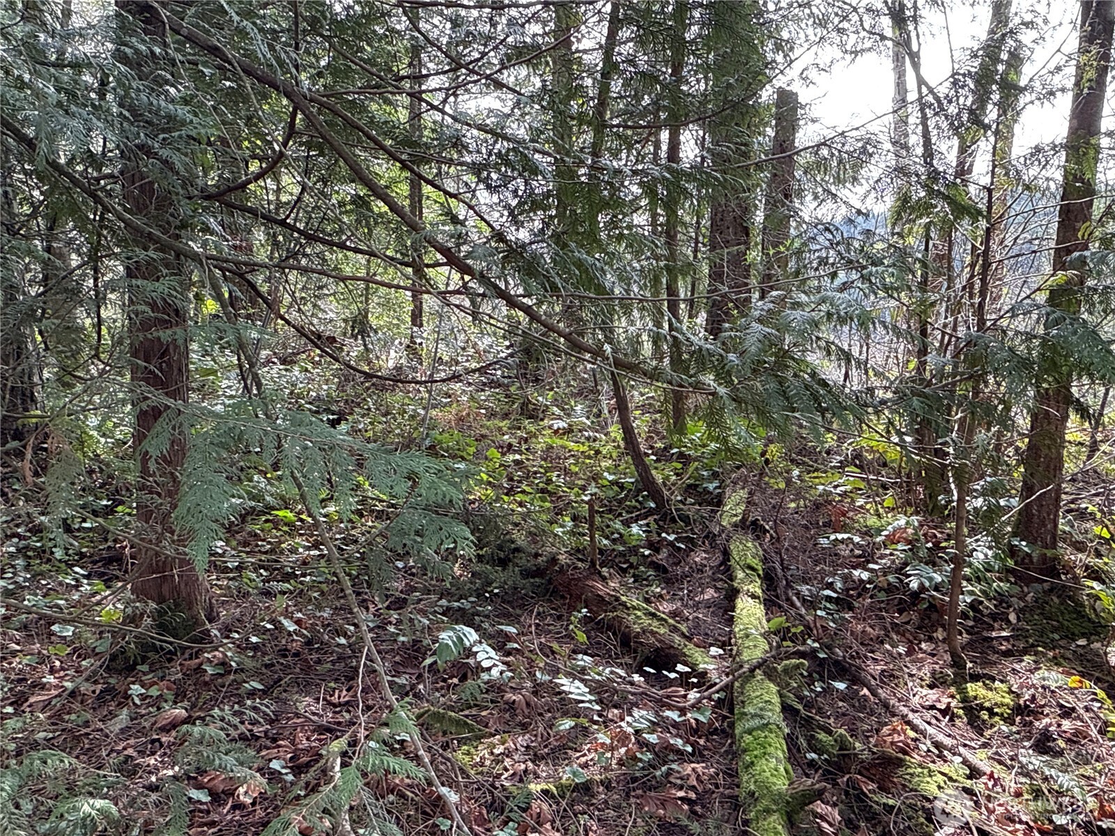 149-xx 175th Avenue Southeast Renton, WA 98059 - Photo 8 of 29