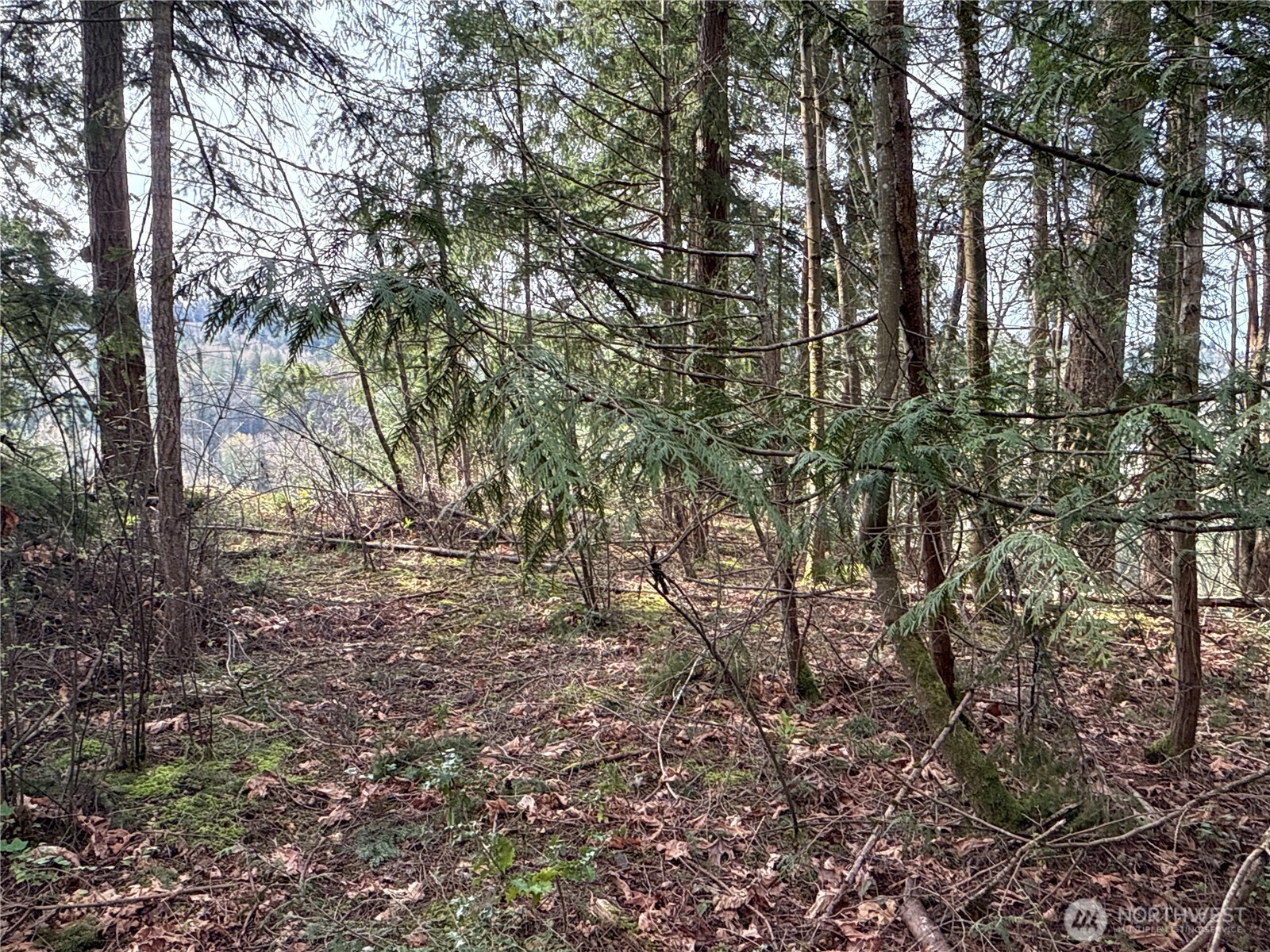 149-xx 175th Avenue Southeast Renton, WA 98059 - Photo 9 of 29