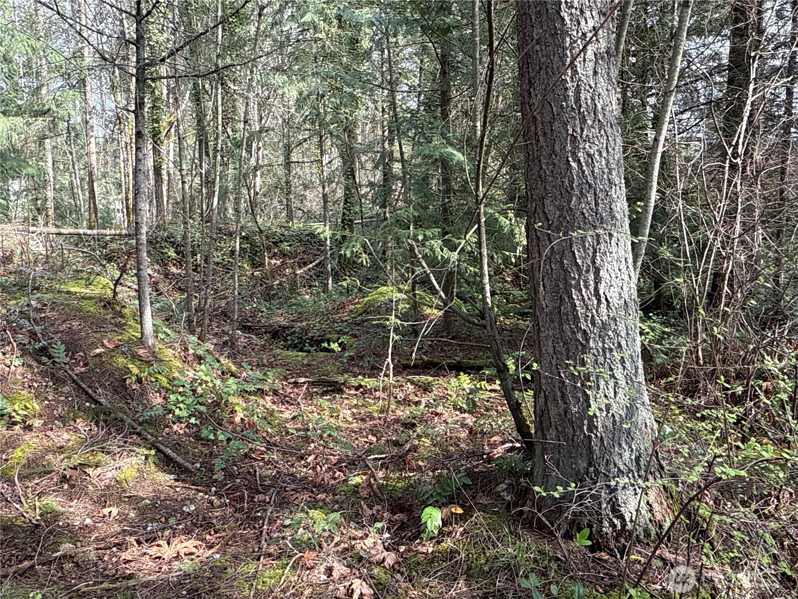 149-xx 175th Avenue Southeast Renton, WA 98059 - Photo 10 of 29