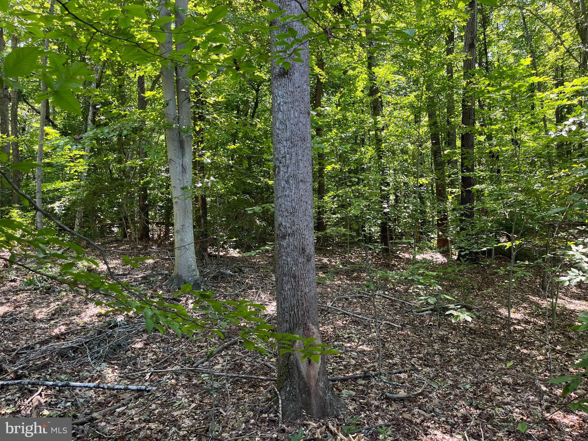 235 Spotted Tavern Road Fredericksburg, VA 22406 - Photo 10 of 38 Gallery Image 10