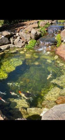 3217 Pleasant Valley Road Placerville, CA 95667 - Photo 12 of 69 Koi Pond