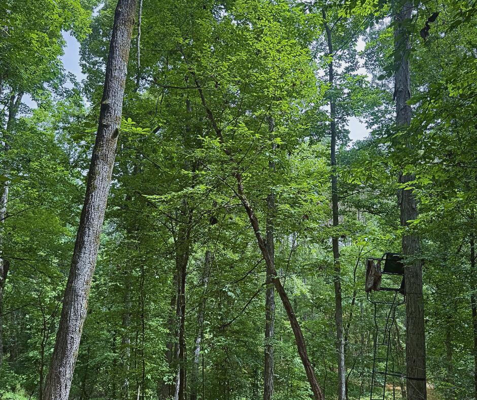 110 County Road Houston, MS 38851 - Photo 7 of 25 Gallery Image 7