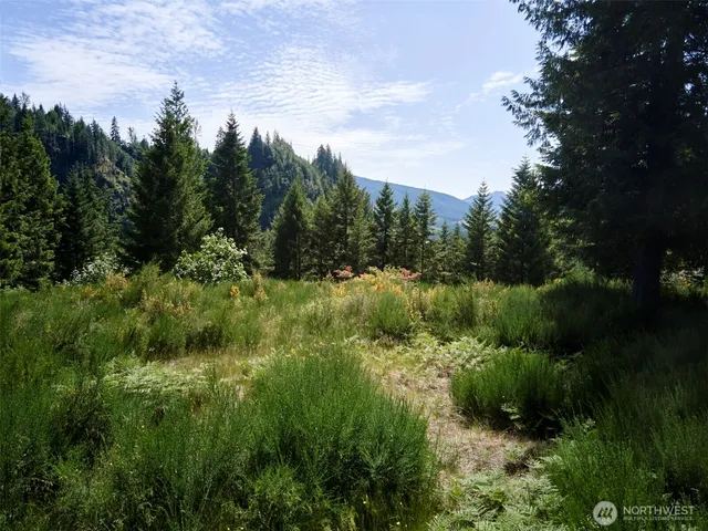 a view of a lush green forest with lots of trees
