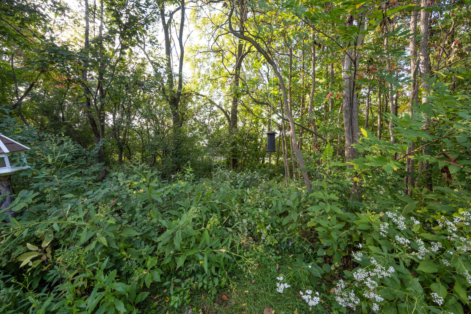 1303 East White Oak Road Mahomet, IL 61853 - Photo 55 of 64 a view of a lush green forest