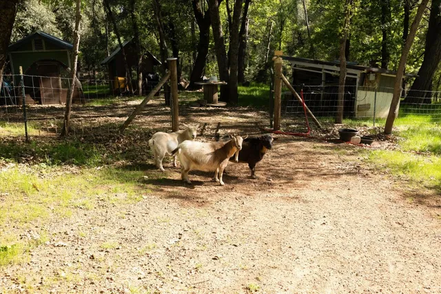 a view of a park with large trees