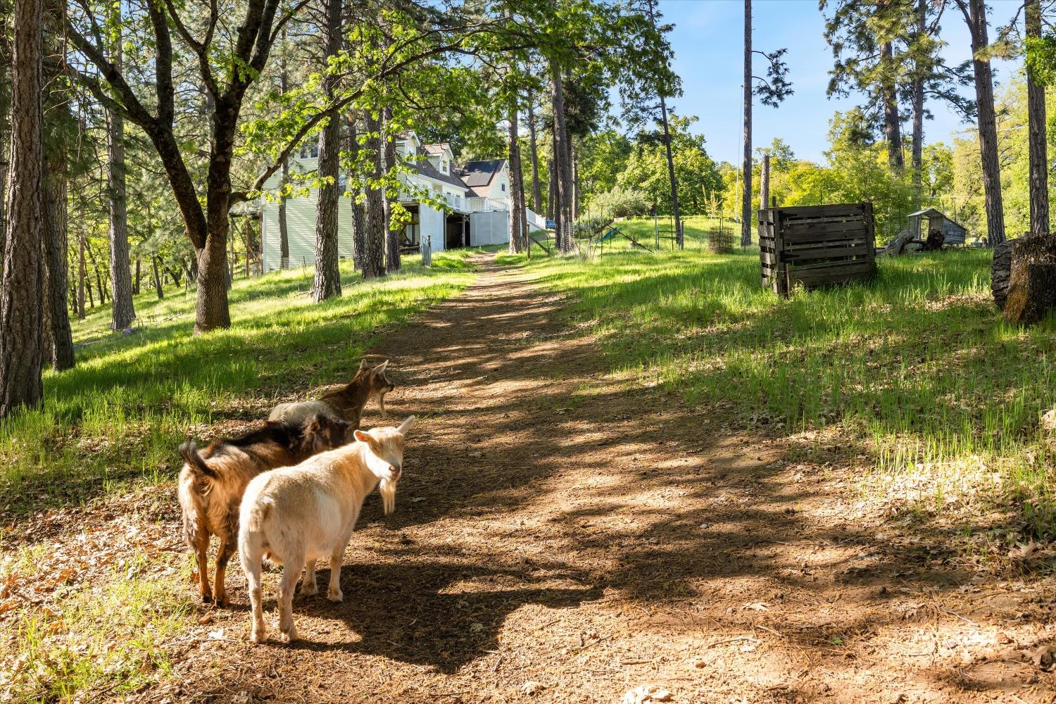 4540 Kruk Trail Placerville, CA 95667 - Photo 9 of 57