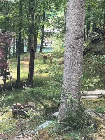 a view of backyard with green space