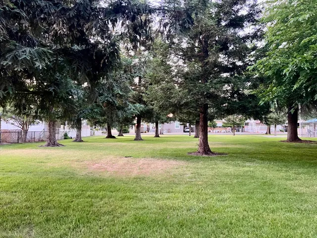 a huge green field with lots of trees