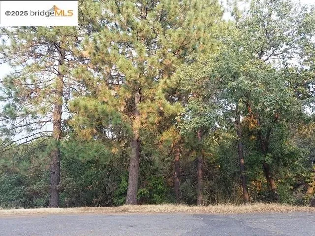 a view of a forest with trees in front of it