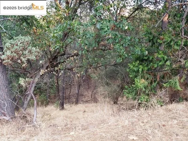 a view of a forest filled with trees