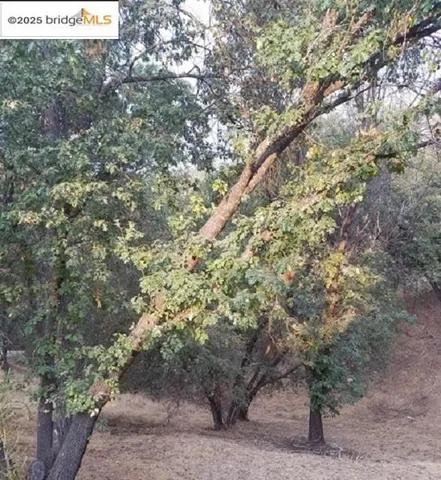 a view of a forest with a tree