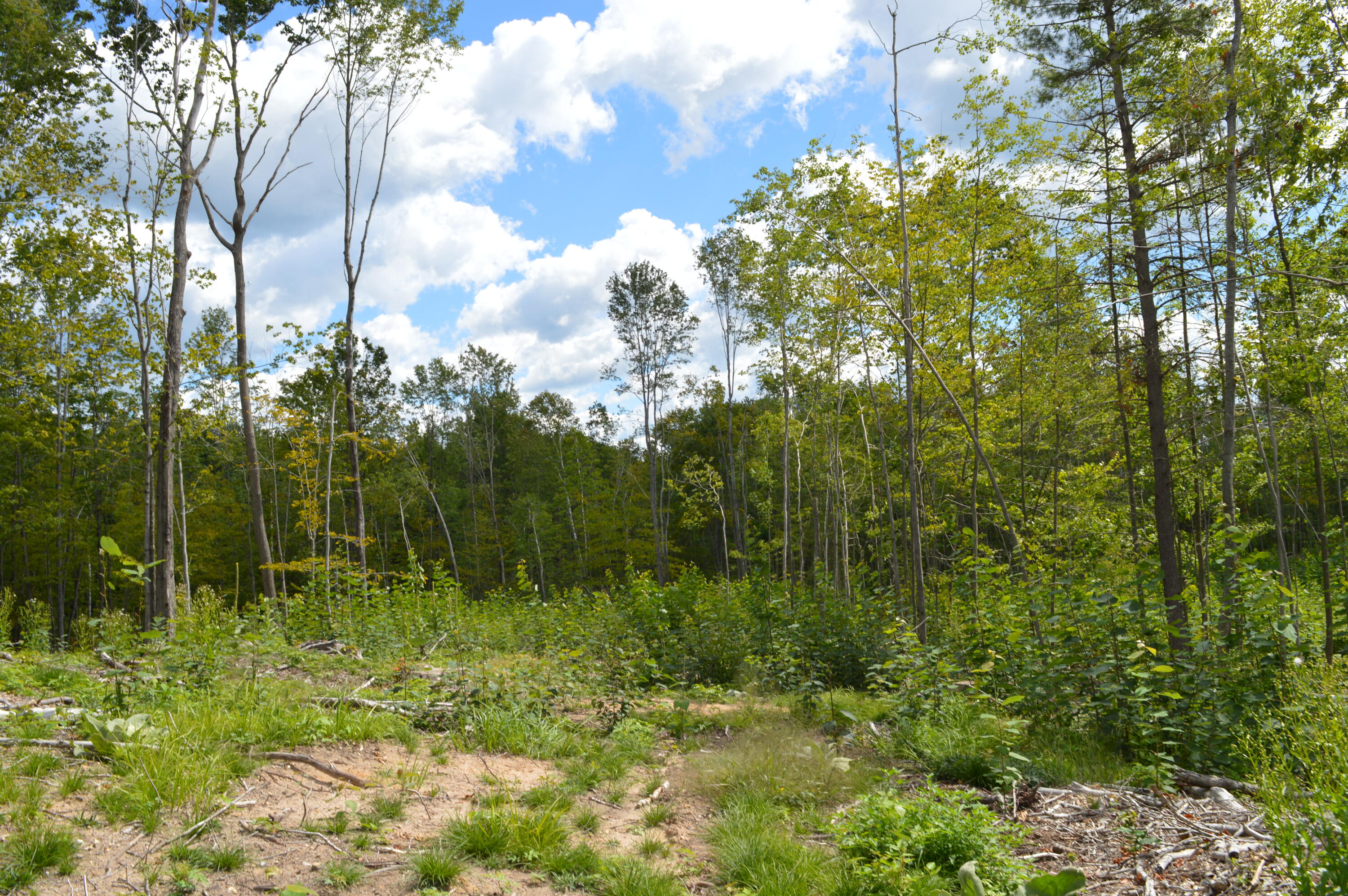 East County Line Road South Branch, MI 48761 - Photo 79 of 87 Gallery Image 79