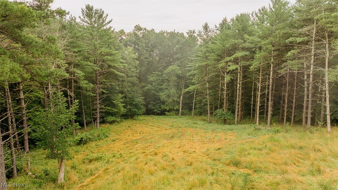 82755 Laughlin Road Tippecanoe, OH 44699 - Photo 12 of 35 View of tree filled area