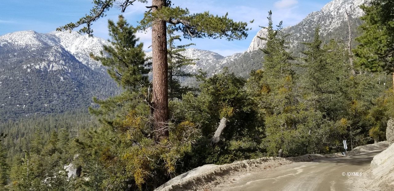 25955 Highway 243, Unit 18 Idyllwild, CA 92549 - Photo 46 of 46 a view of a forest that has a tree