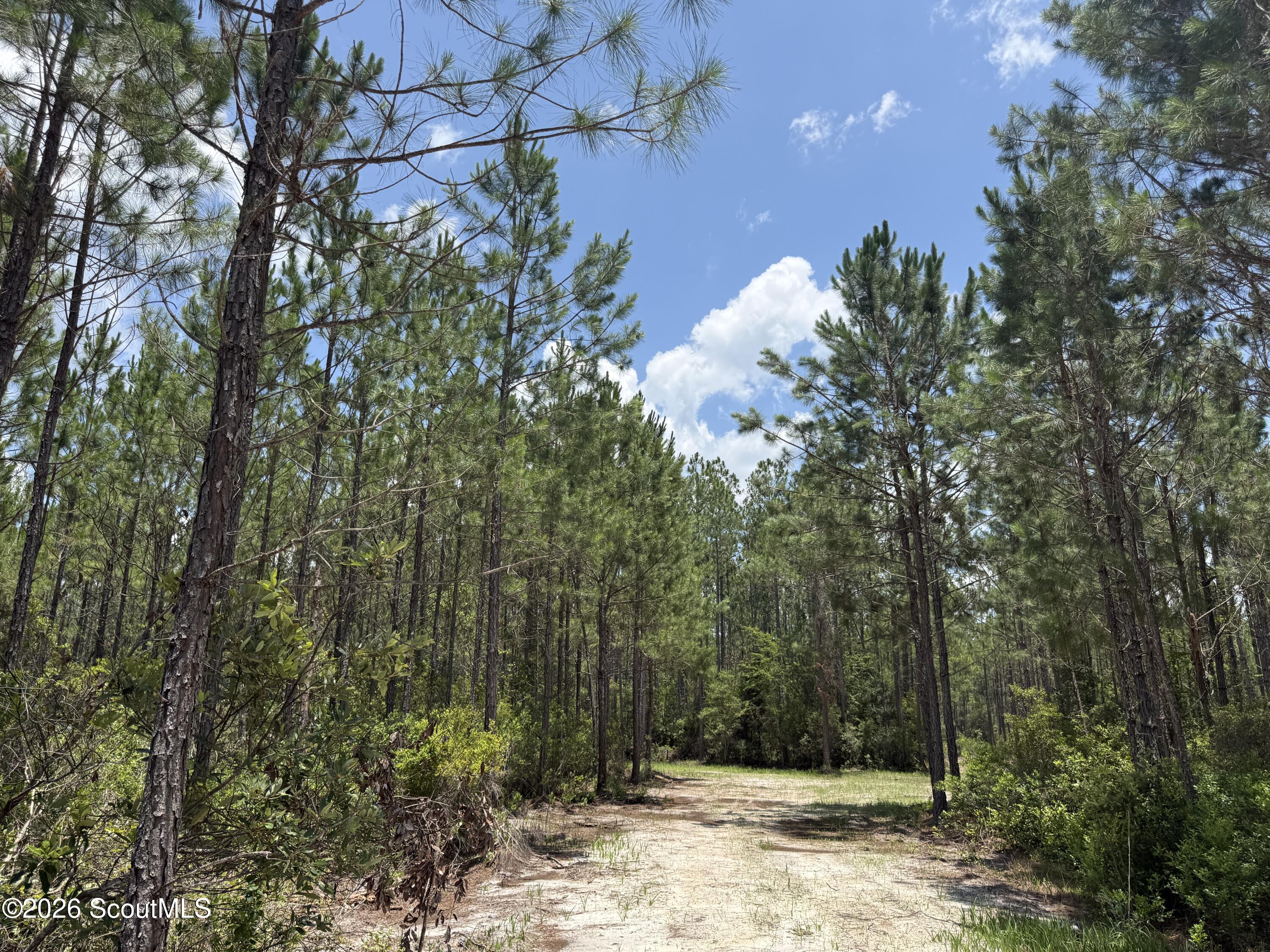 Lot 5 Corbitt Road, Unit LOT 5 Manor, GA 31550 - Photo 7 of 11 IMG_8008