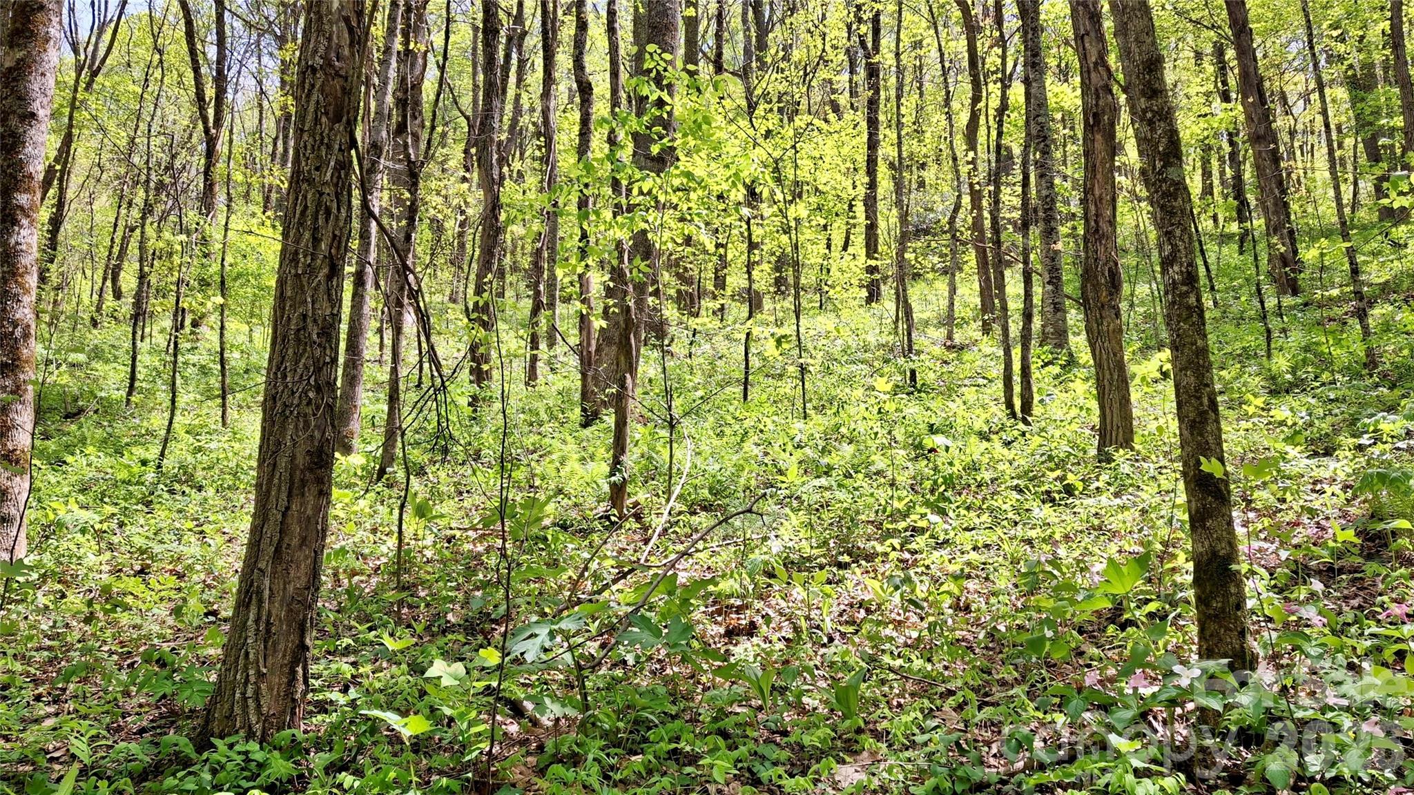 0 Cold Mountain Road Highlands, NC 28741 - Photo 40 of 46