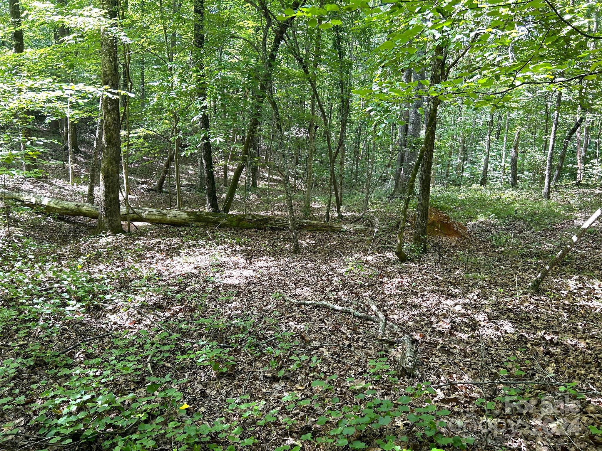 0 River Ridge Parkway Rutherfordton, NC 28139 - Photo 8 of 15 a big yard with lots of green space and trees