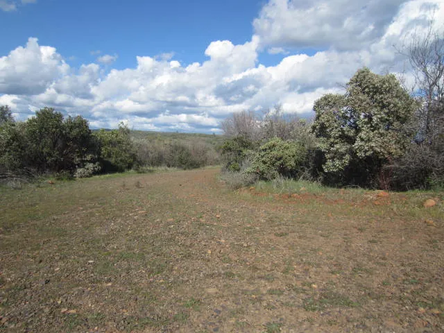 a view of a dry yard with trees