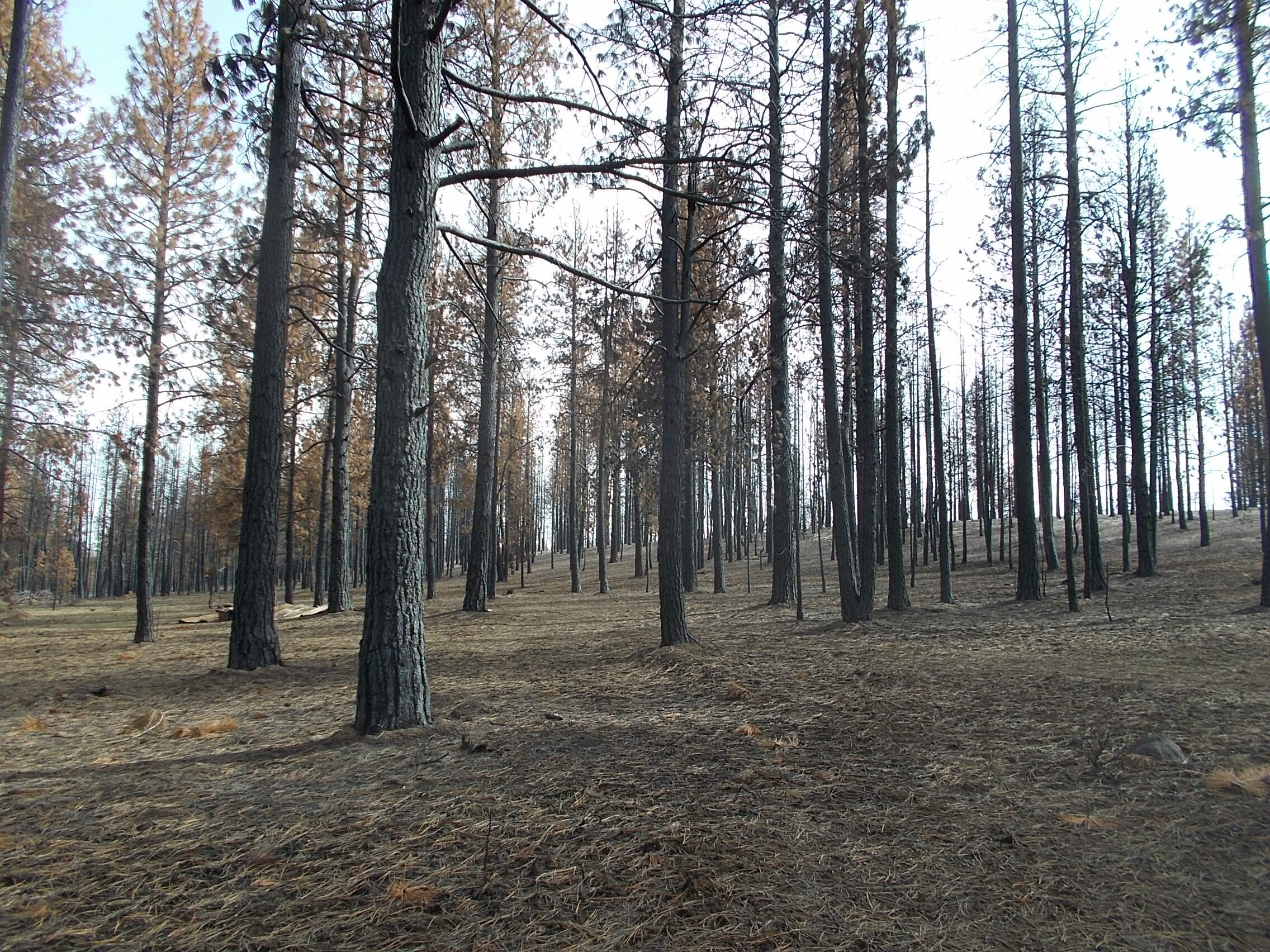 Lot 2100 Bamford Road Bly, OR 97622 - Photo 4 of 12 trees