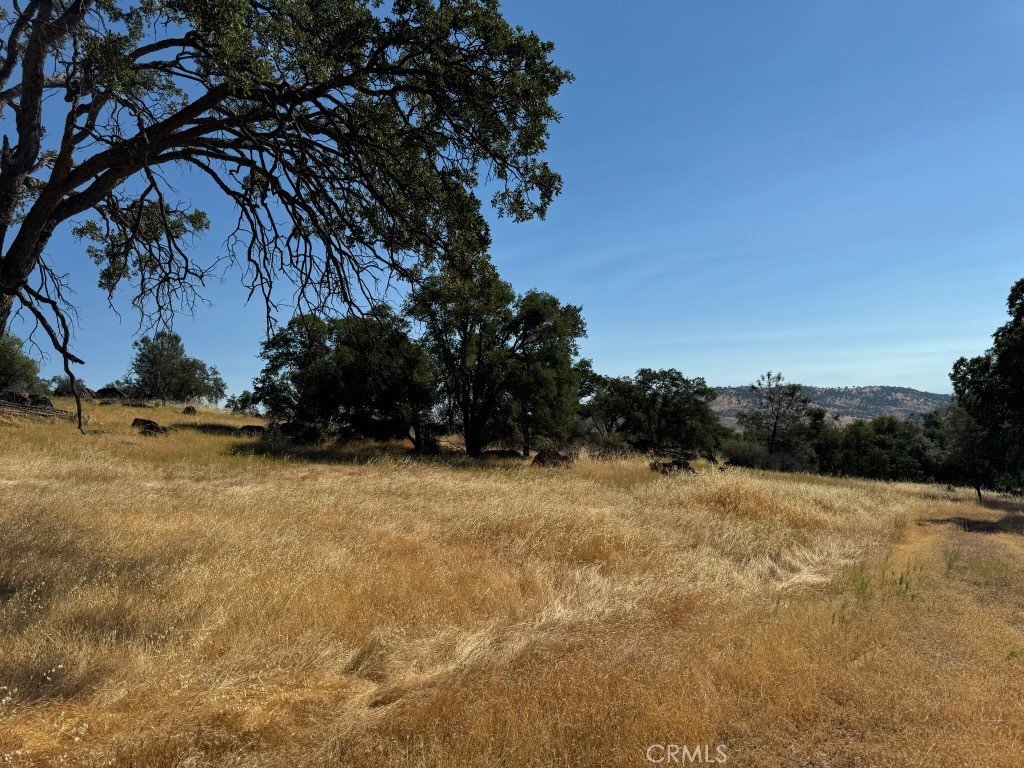 a view of outdoor space and trees