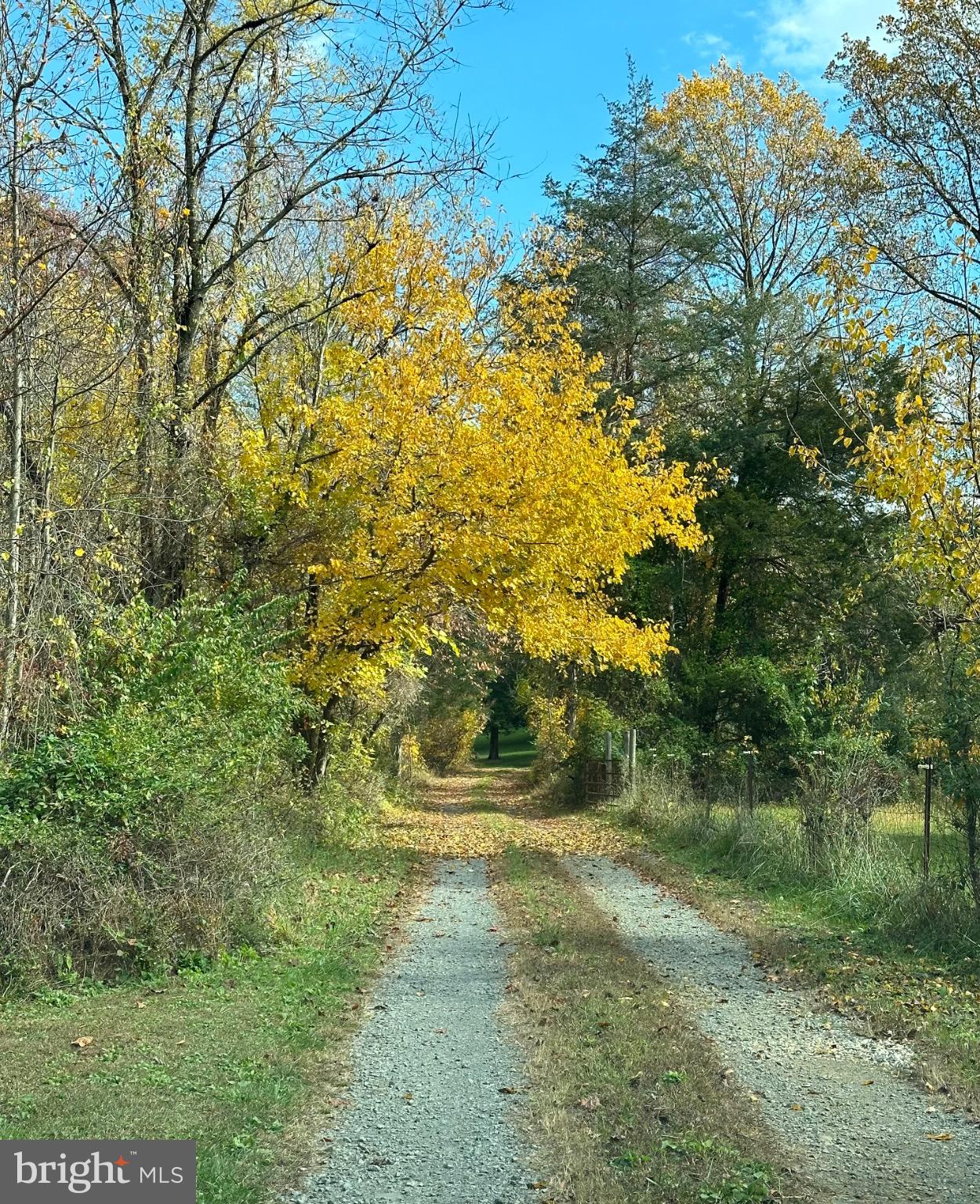 6127 Beverleys Mill Road Broad Run, VA 20137 - Photo 26 of 28 Golden leaves line the driveway in fall.