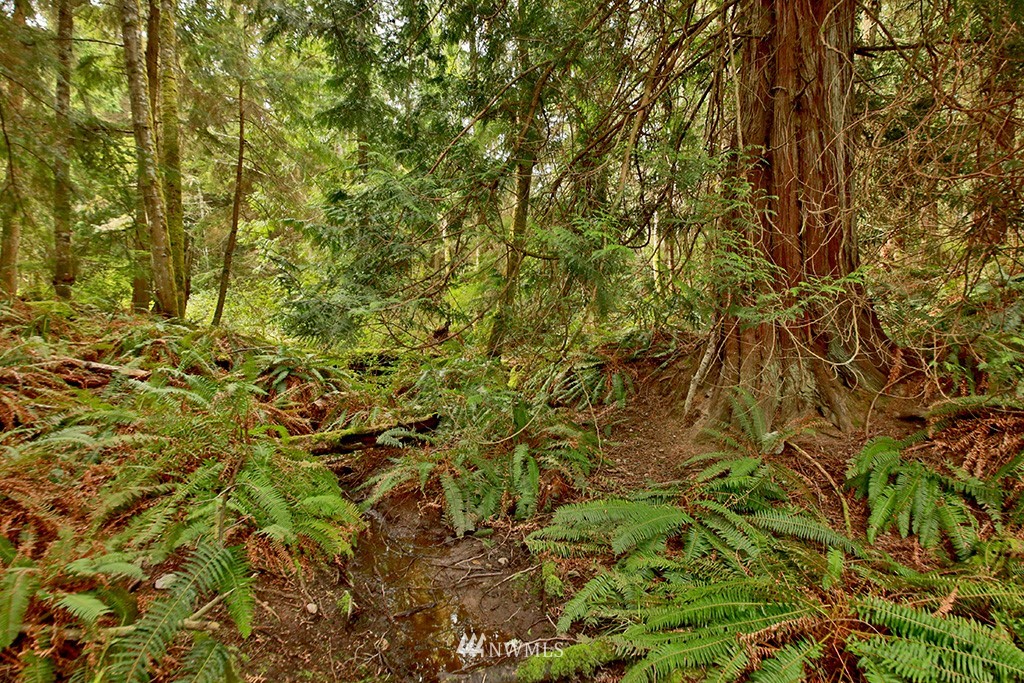 3731 East Harbor Road Langley, WA 98260 - Photo 21 of 21 a view of a tree