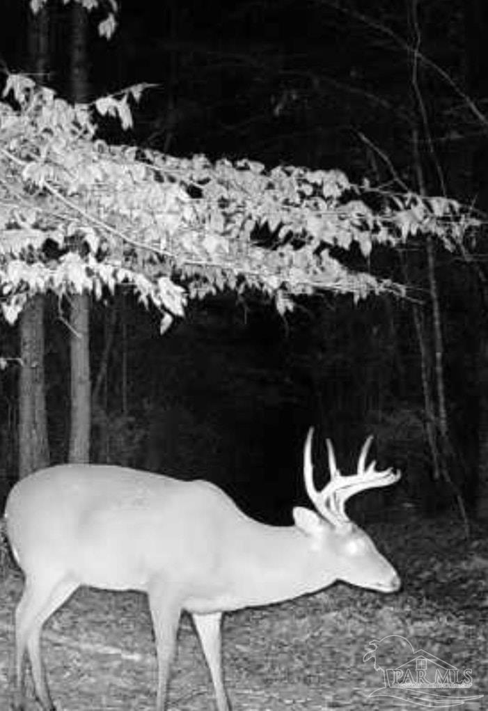 0 Apple Grove Road Camden, AL 36726 - Photo 13 of 16 Gallery Image 13