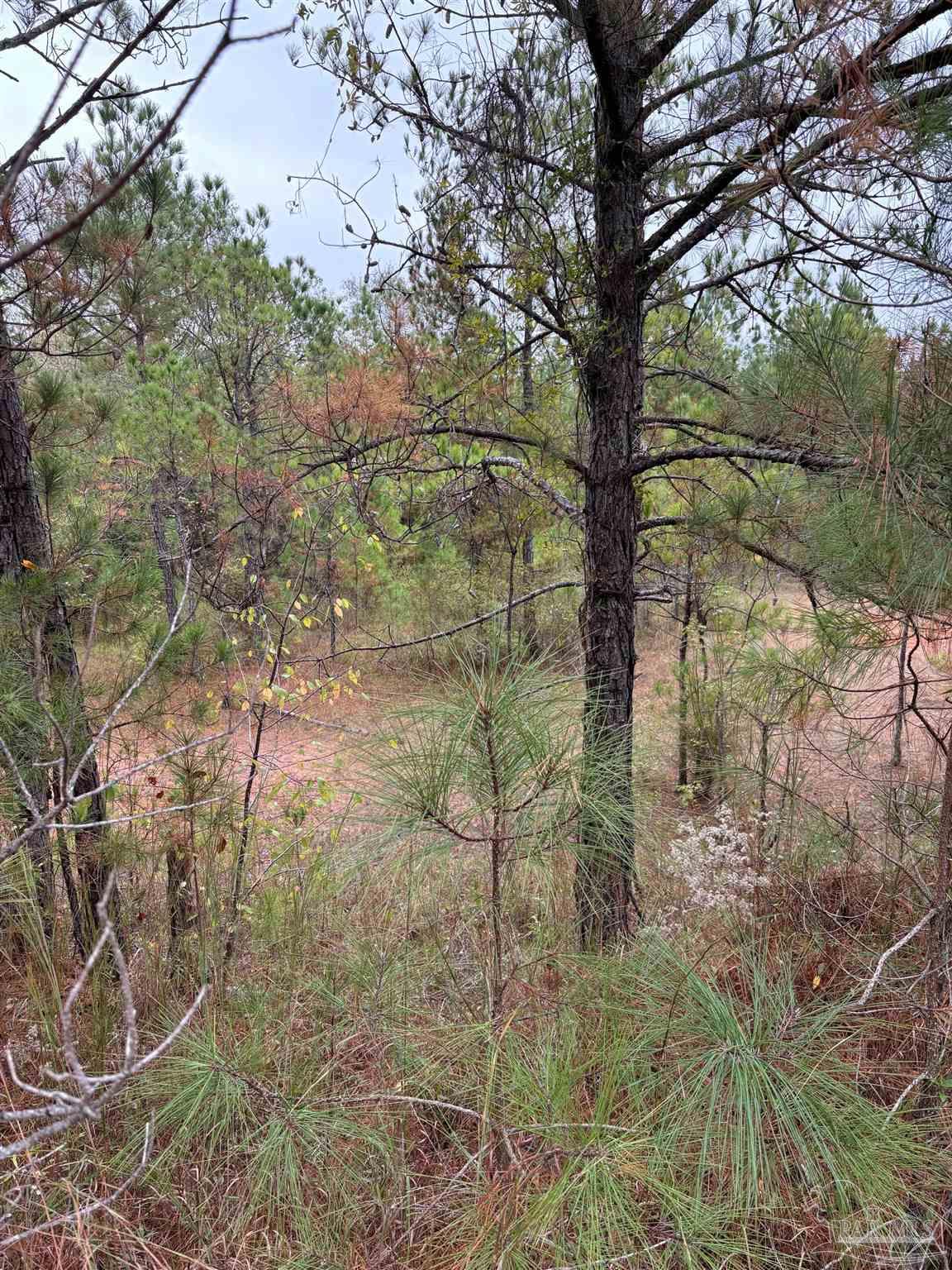 0 Apple Grove Road Camden, AL 36726 - Photo 14 of 16 Gallery Image 14
